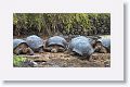 The giant tortoise breeding program, despite the loss of Lonesome George, is a great success
